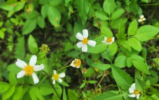 公众号好做吗？我天天坚持一个粉都没有？这还能做下去吗？