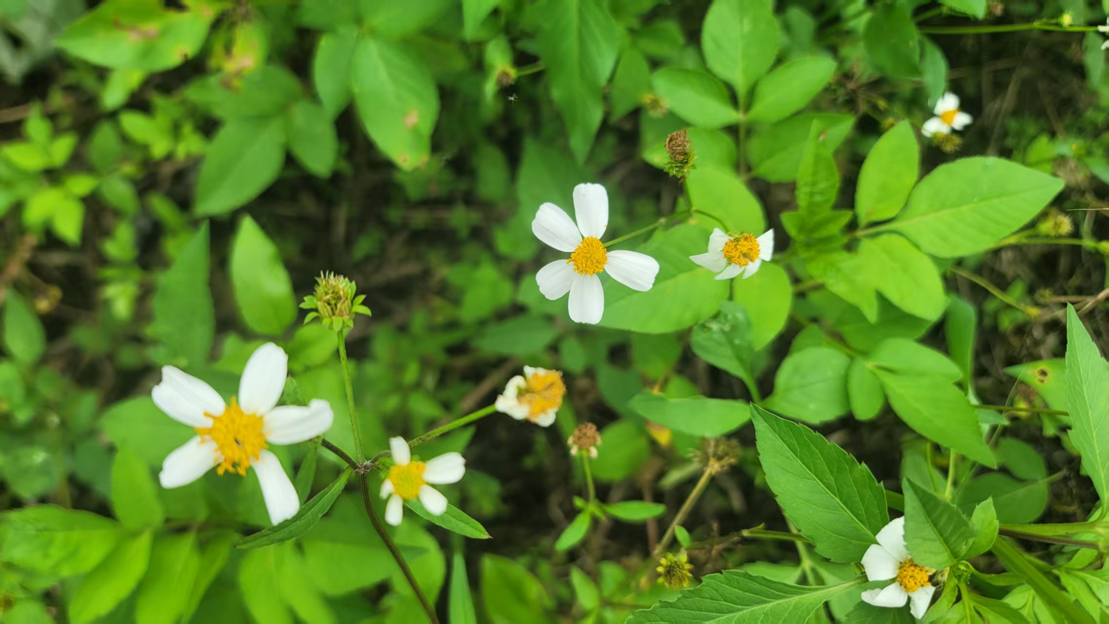 公众号好做吗?我天天坚持一个粉都没有?这还能做下去吗?-第1张图片-老花聊写作- 公众号好做吗?我天天坚持一个粉都没有?这还能做下去吗?-第1张图片-老花聊写作-